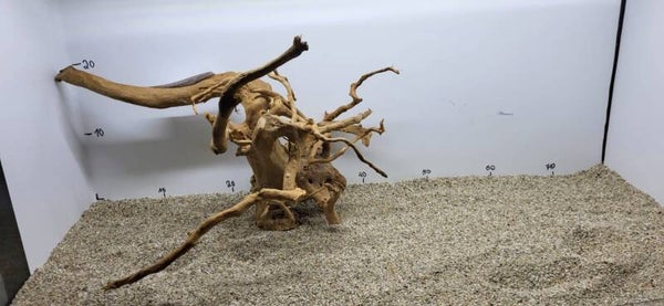 Rote Moorwurzel Nummer 19