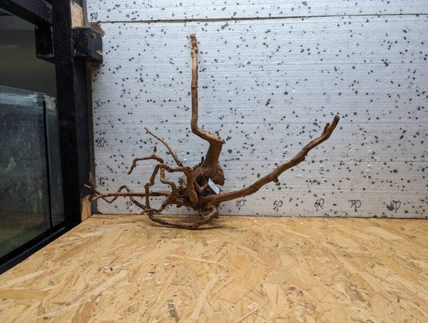 Rote Moorwurzel Nummer 26