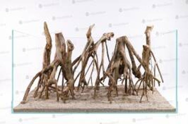 Talawa Wurzel 50-70cm