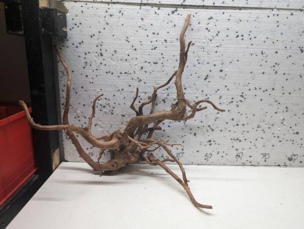 Rote Moorwurzel Nummer 17