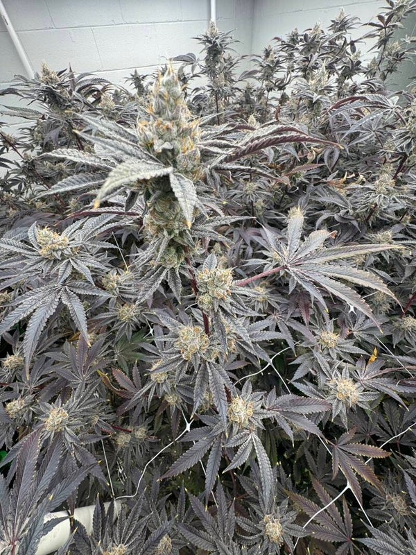 Lemon cherry Gelato bx2