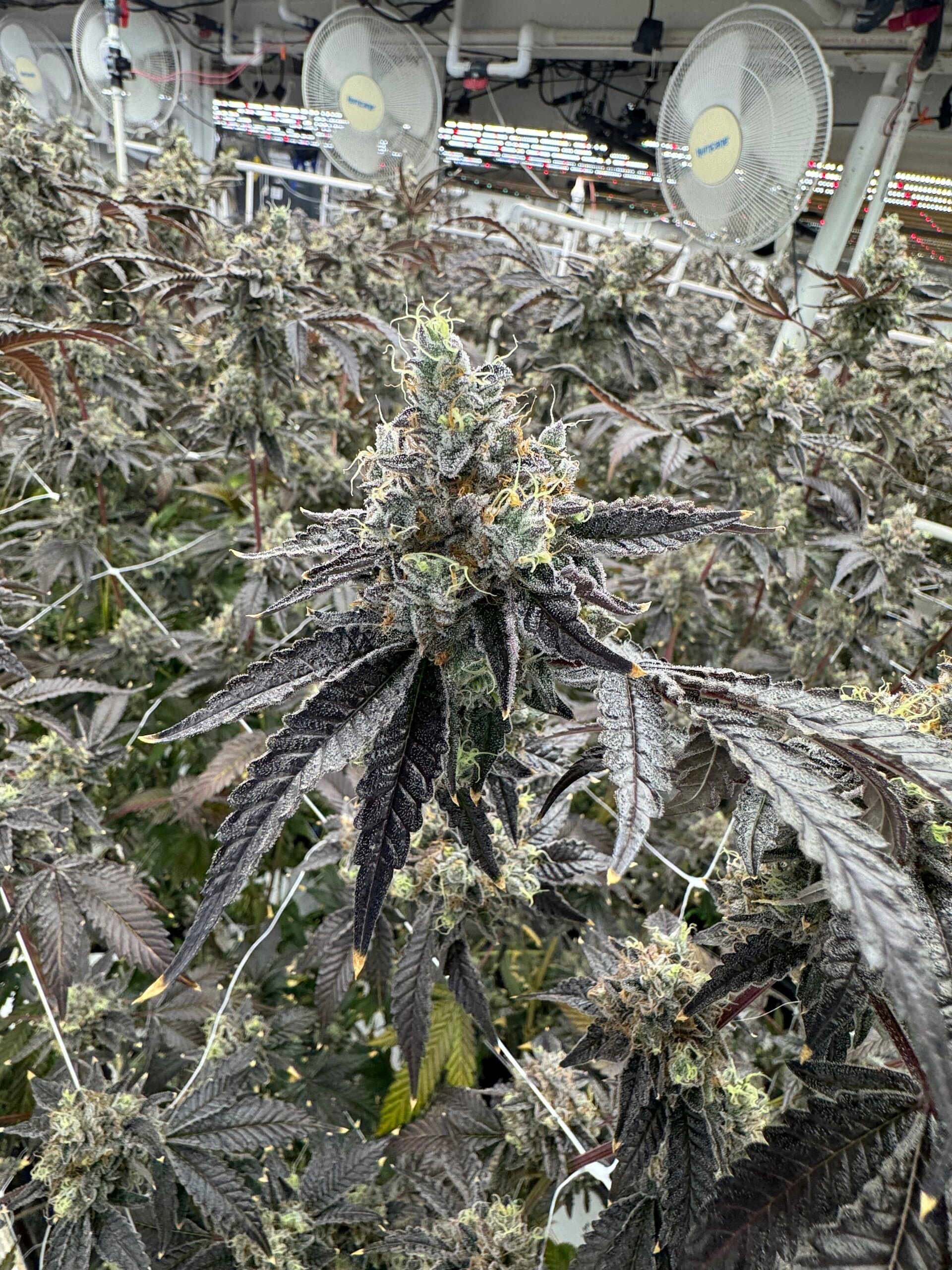 Bacio gelato 41 X Gelato 33 aka BACIO33