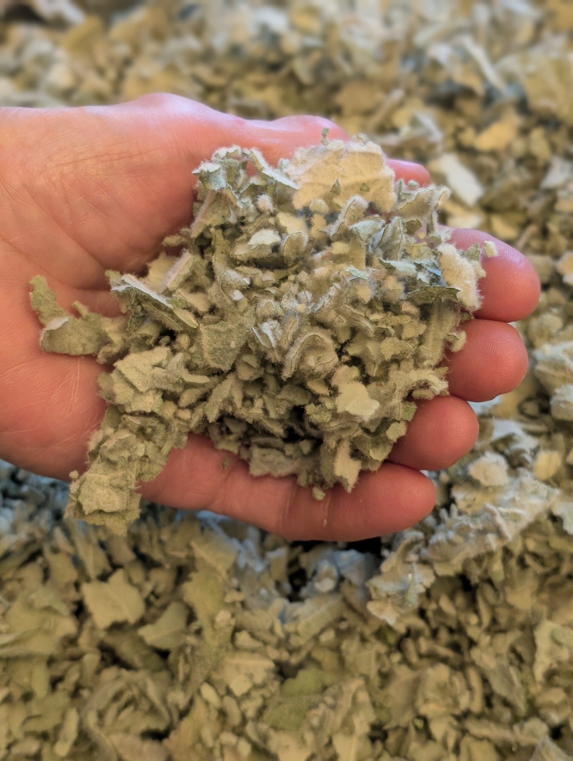 Mullein