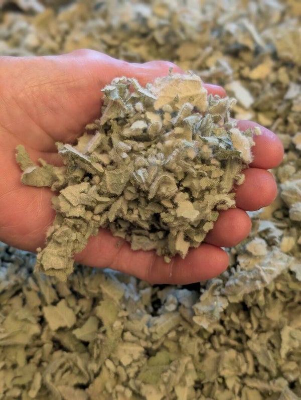 Mullein