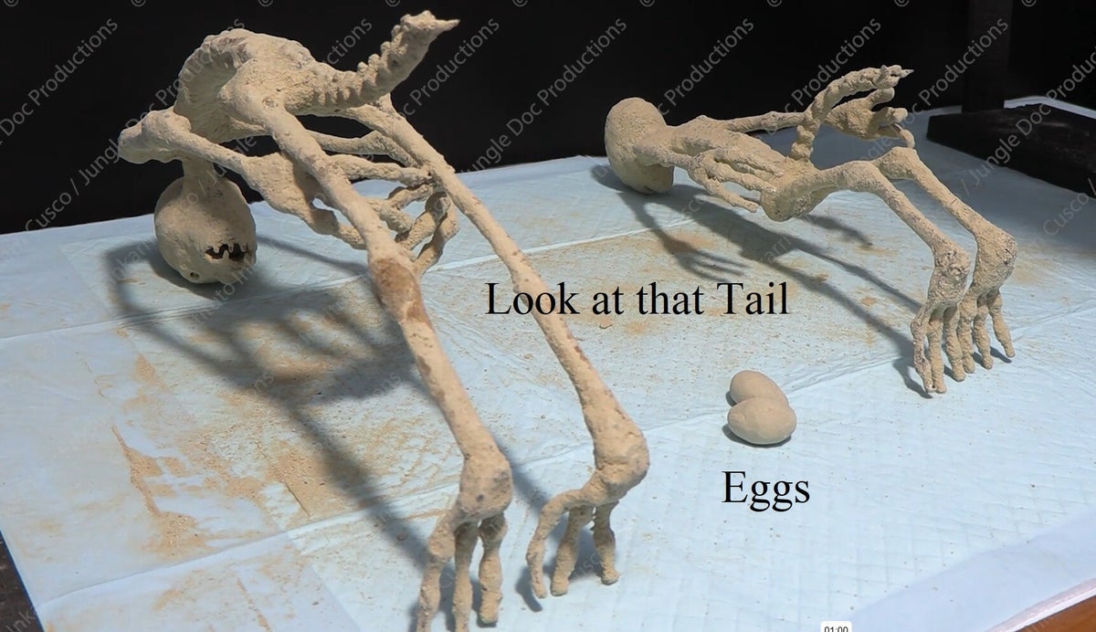 New Nazca Species 