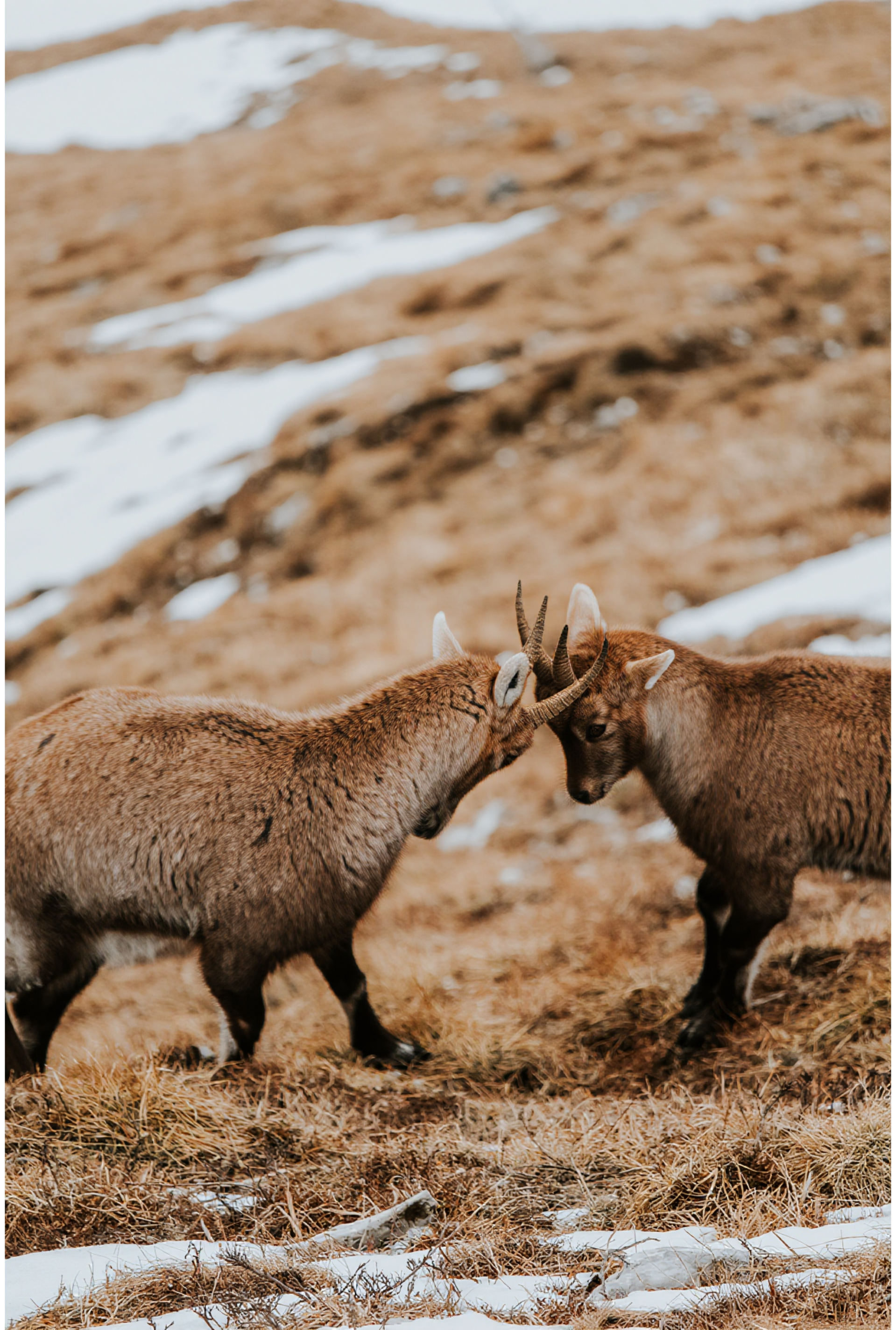 Chamois
