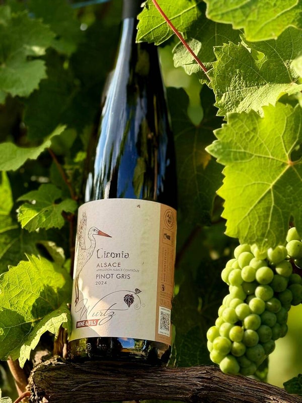 Pinot Gris Ciconia - 2024