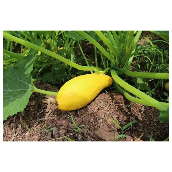 courgette jaune -verte ronde