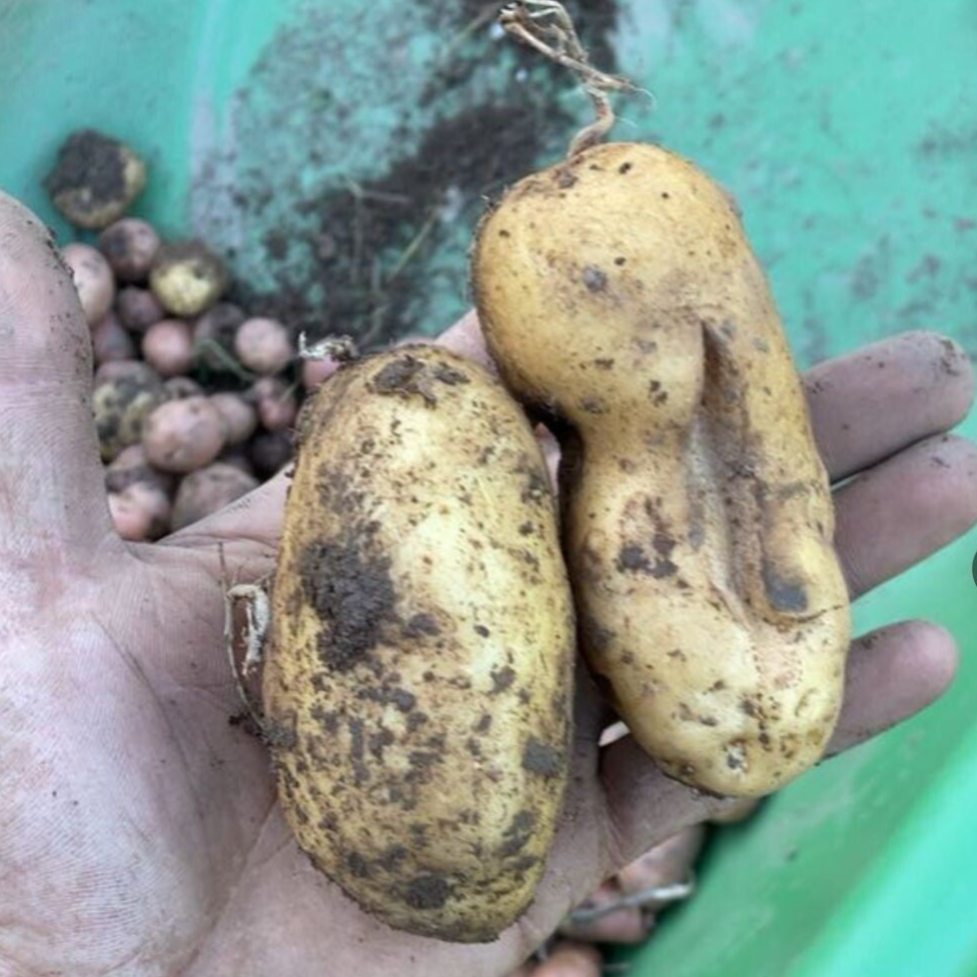 pommes de terres a chair ferme vendu par 1kilo