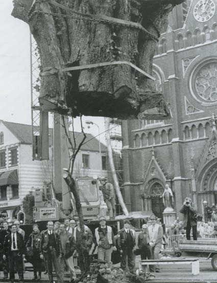 De doorgezaagde lindeboom op De Heuvel te Tilburg