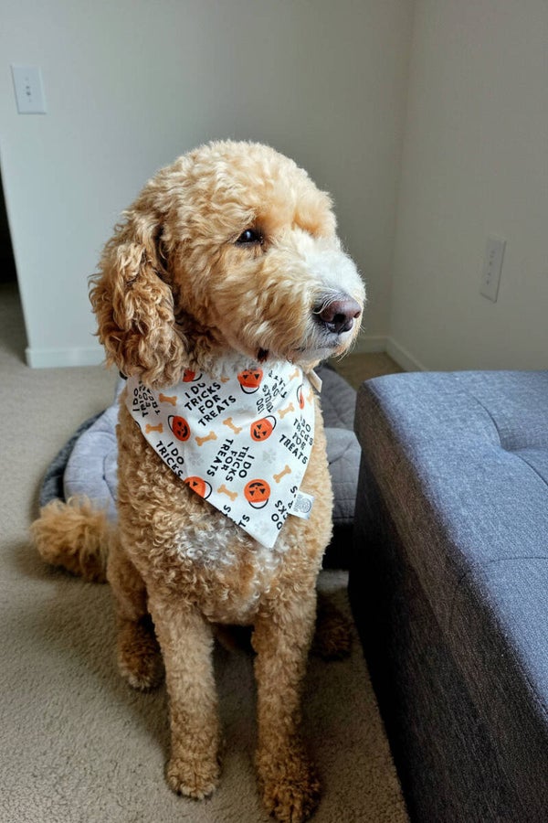 Tricks for treats over the collar bandana