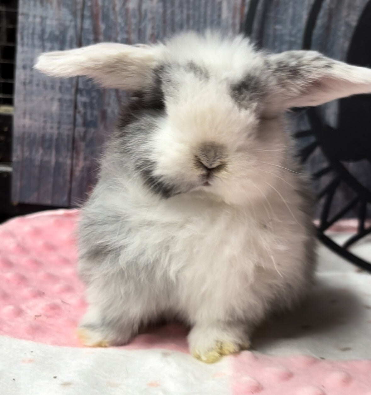 Nl Rabbit Holland lop bunny rabbits