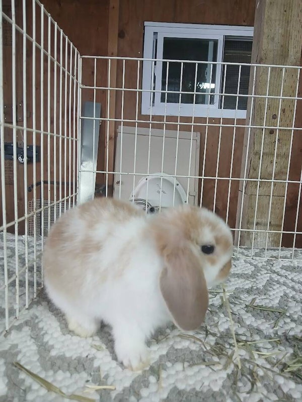 Holland Lop Bunny