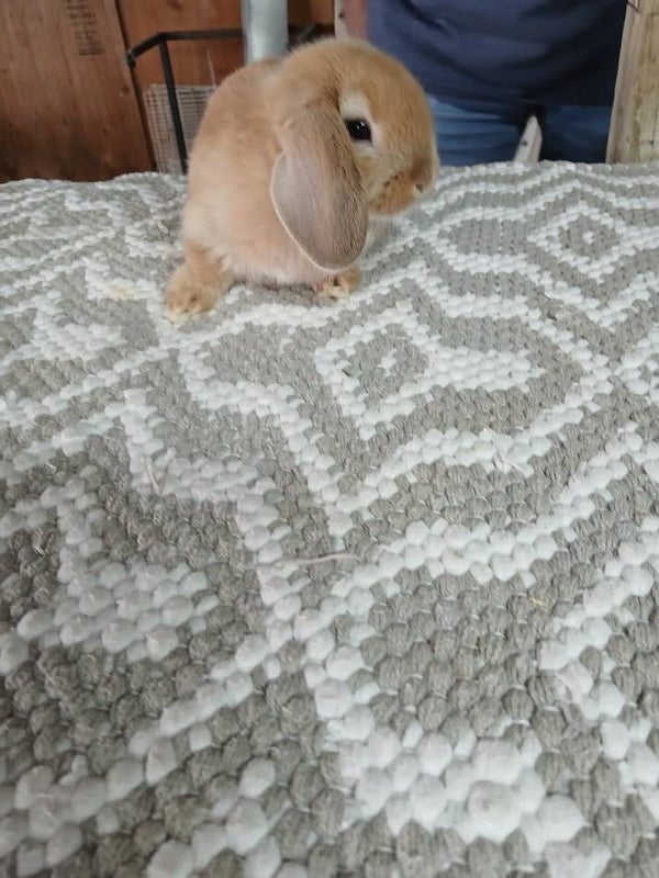 Holland Lop-Boy