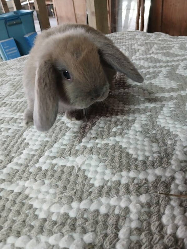Holland Lop Bunny