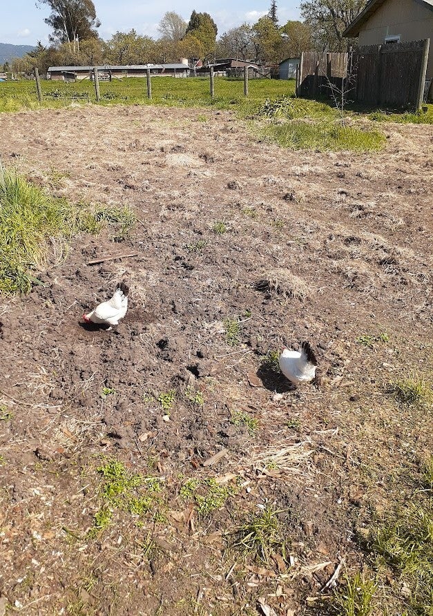 Sister Bantams