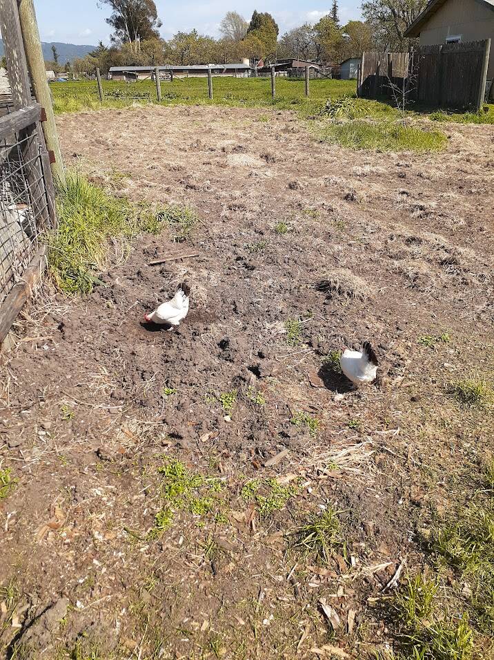 Sister Bantams