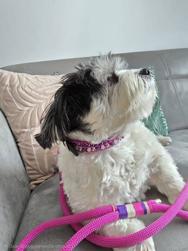 Honden halsband XS