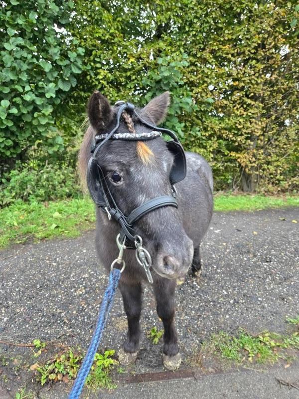 Frontriem met echte edelstenen - Rookkwarts