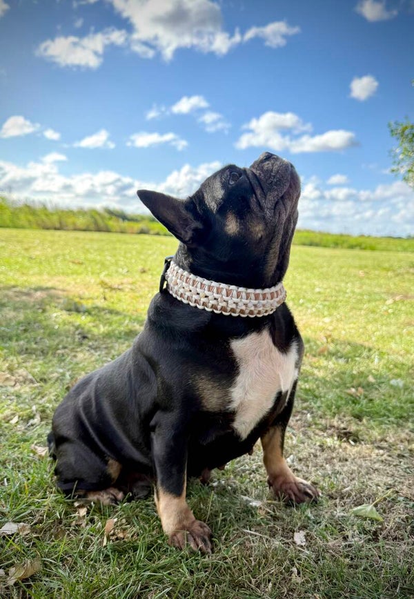 Honden halsband met edelstenen maat S