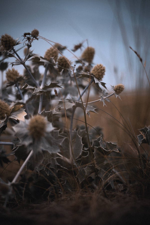 Distel 40x30cm Canvas