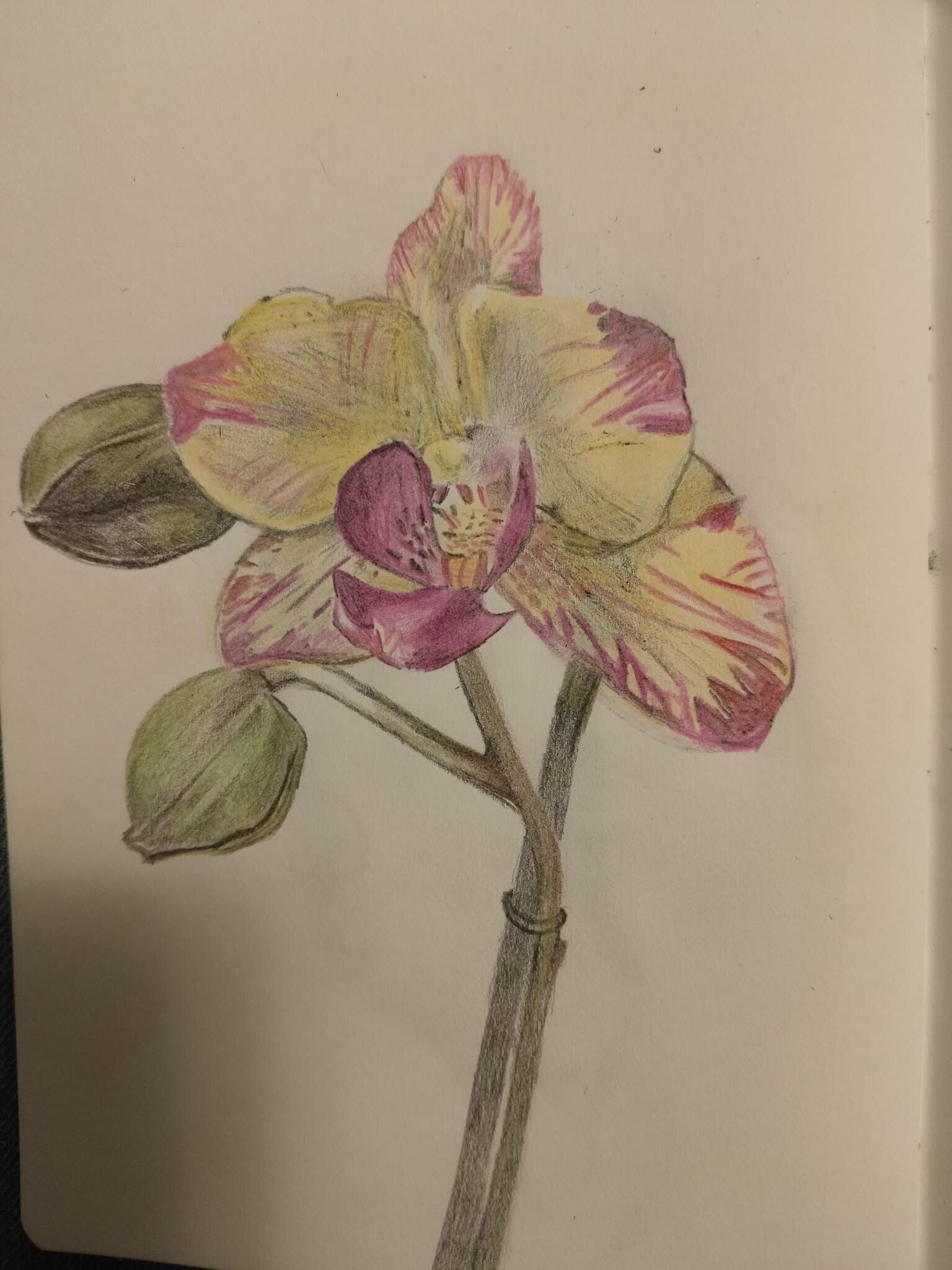 Orchidea 1 matite