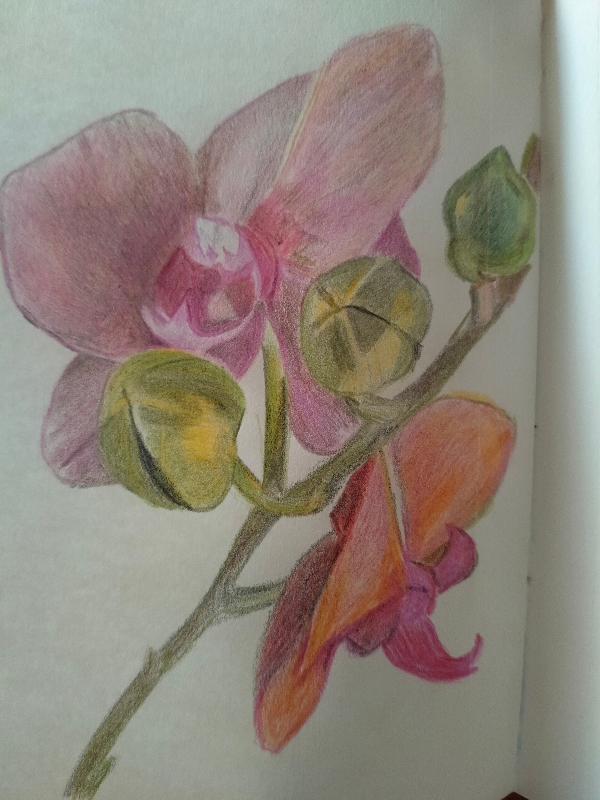 Orchidea 3 matite