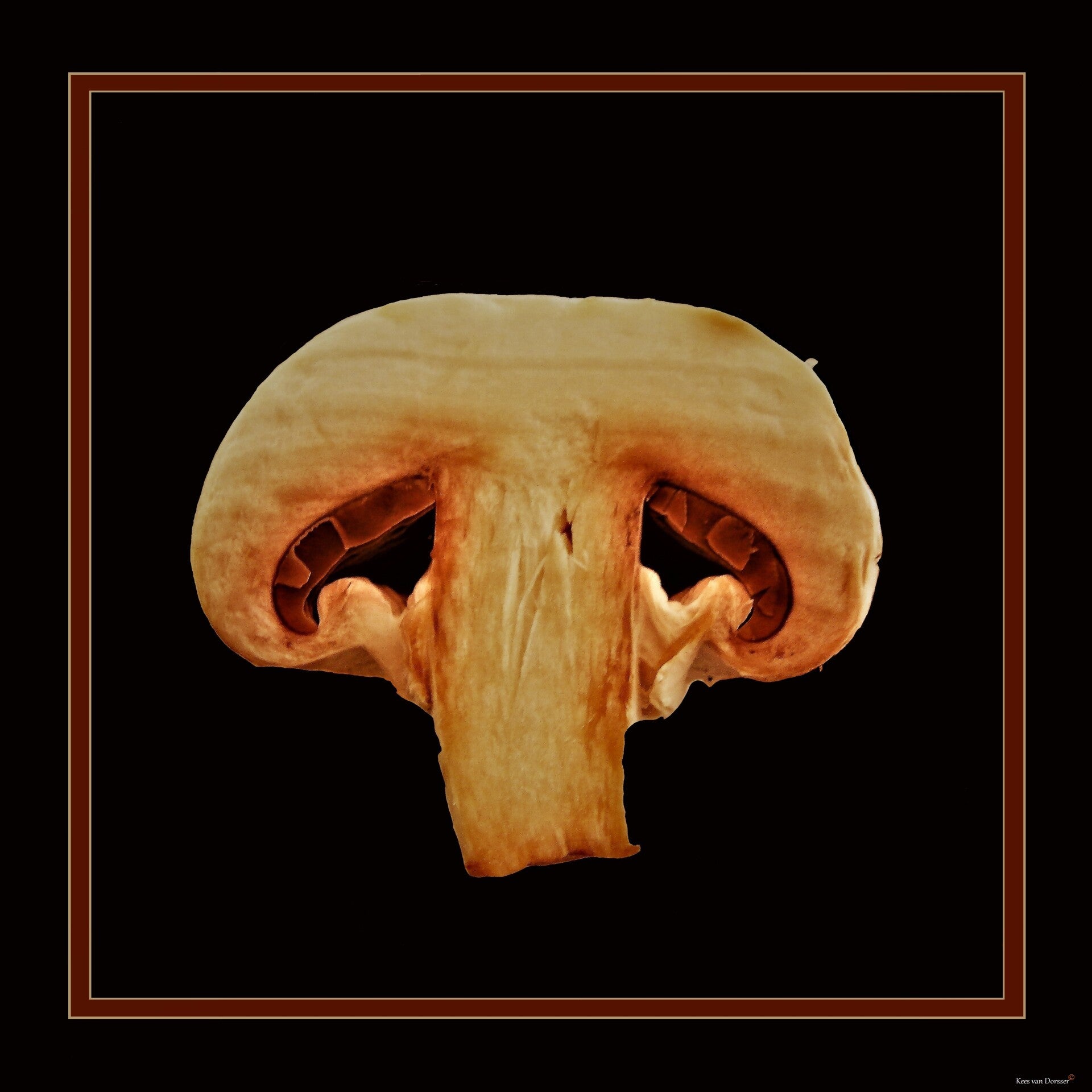 doorsnedechampignon.jpg