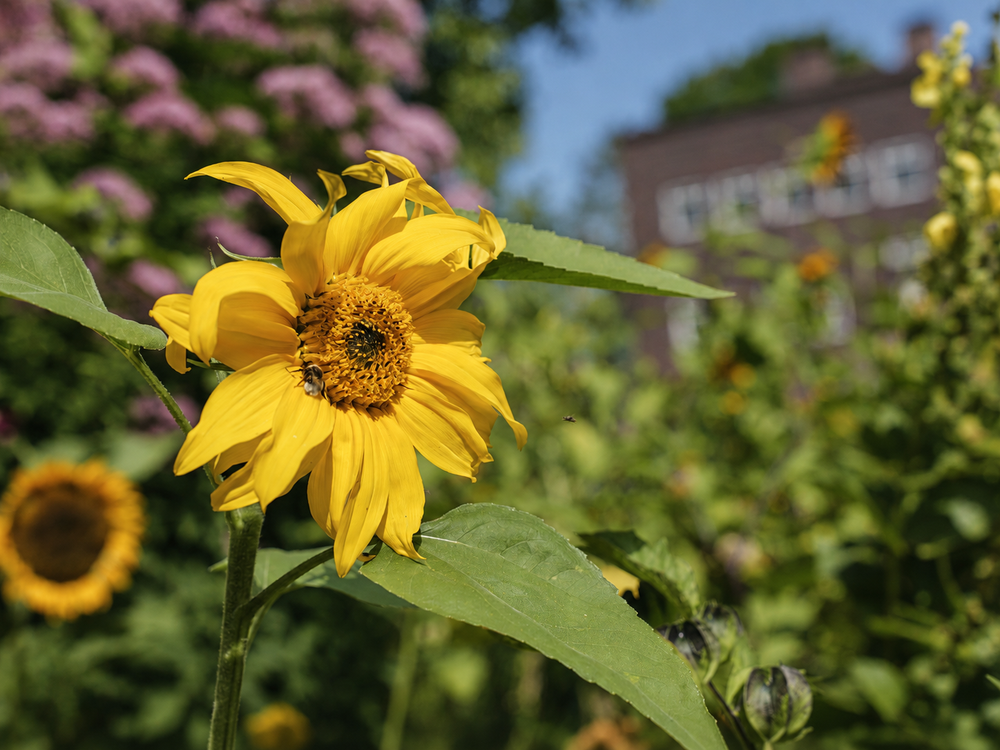 sonnenblume-standard.png