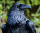 Raven Mae Trinkets
