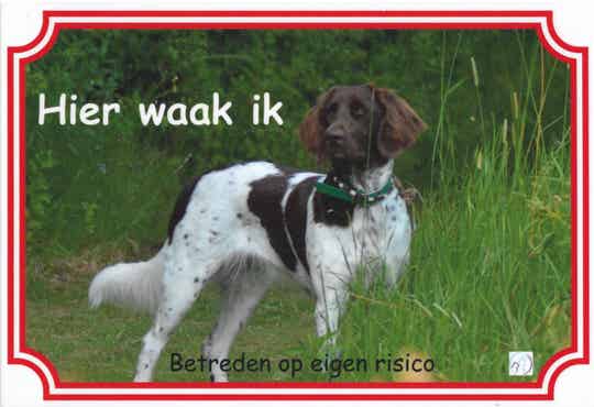 Duitse Staande Hond 3