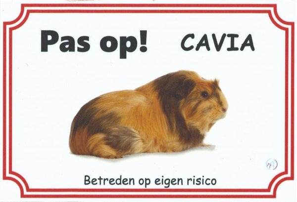 Cavia gladharig 1