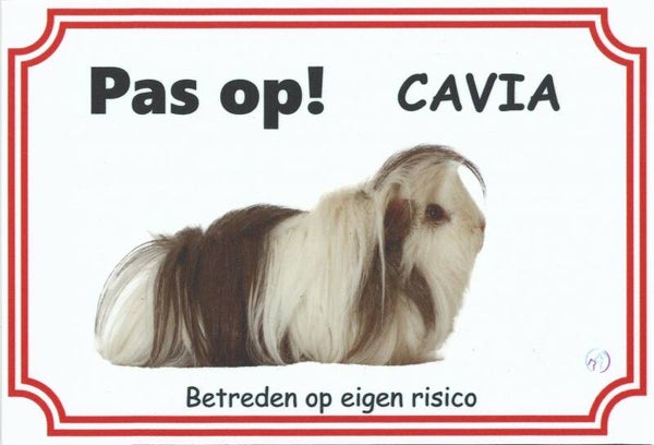 Cavia langharig