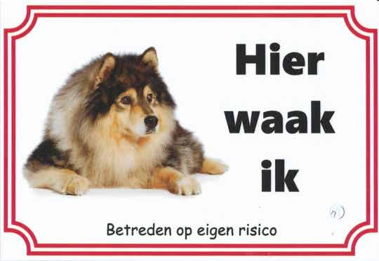 Finse Lappenhond 1