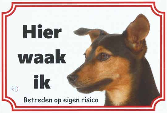 Jack Russel Terriër  2