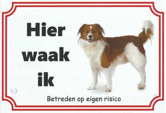 Kooikerhondje 1