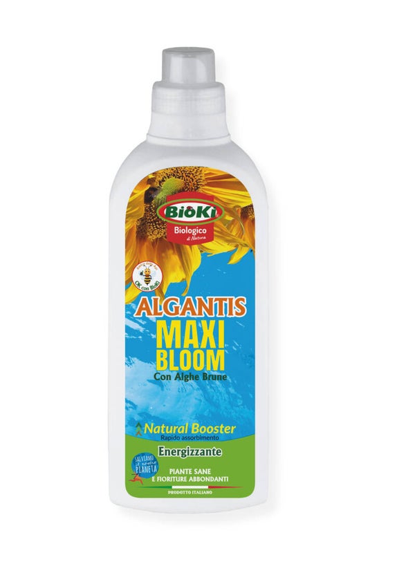 Maxi Bloom