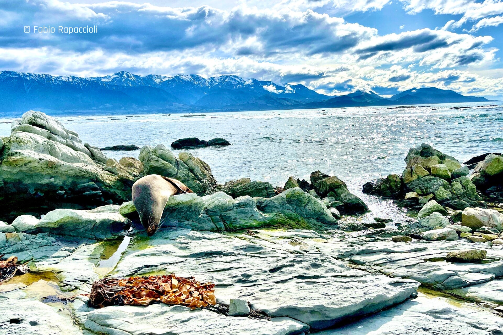 Kaikoura en Nouvelle-Zélande avec un phoque en liberté et la chaine de montagnes enneigées au loin