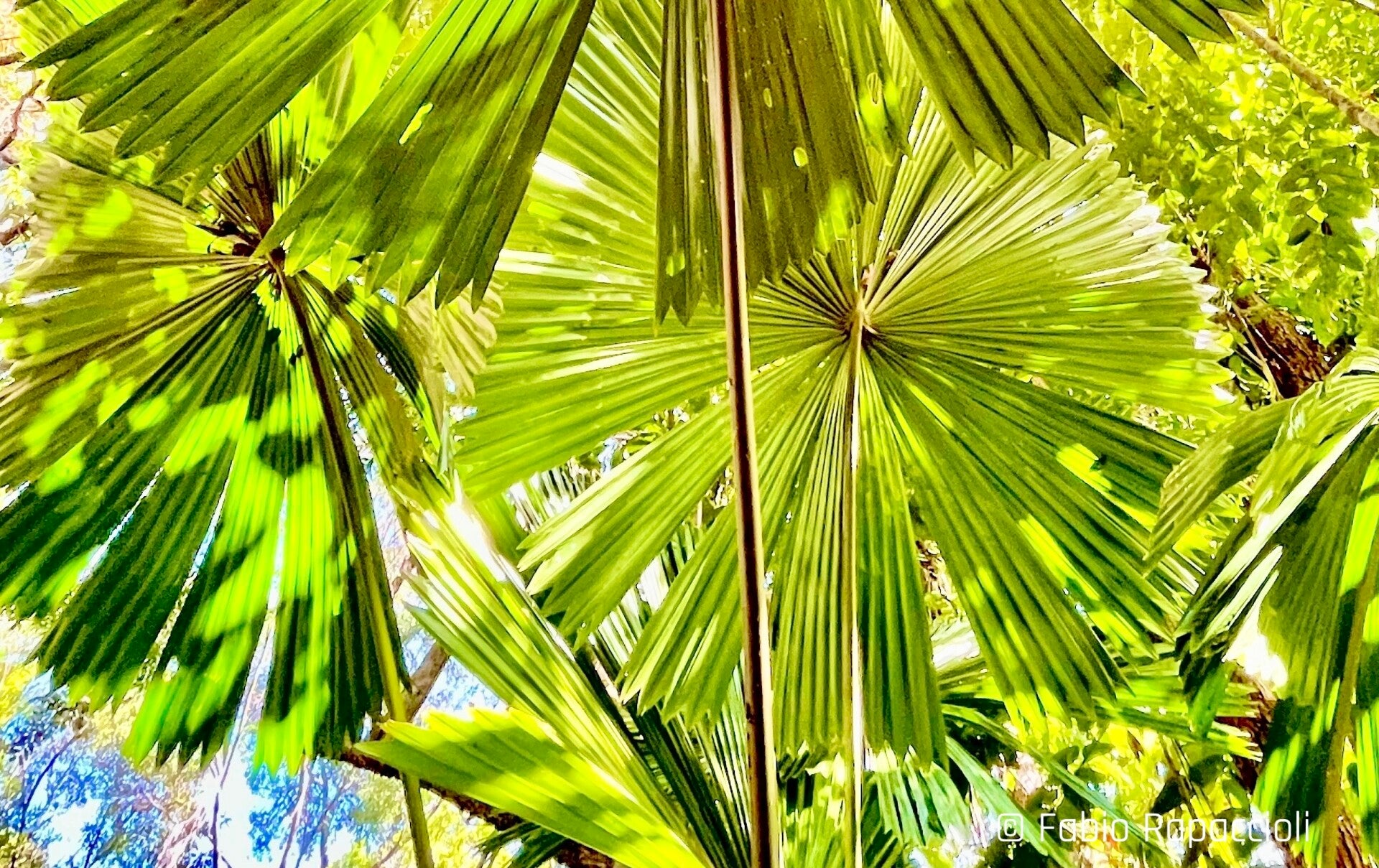 feuilles d'arbres endémiques à la forêt de Daintree en Australie