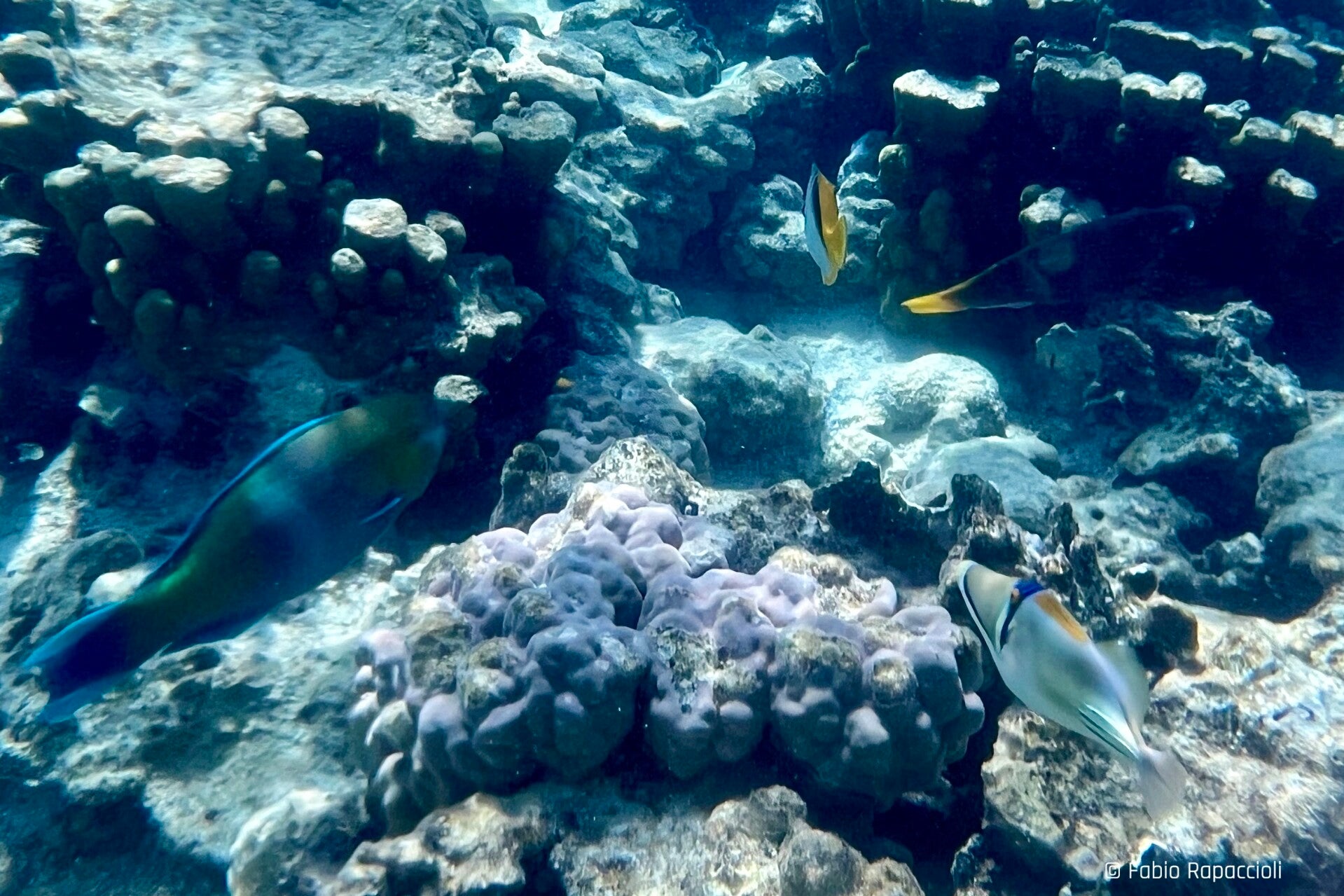 poissons et coraux de la mer rouge depuis l'Égypte