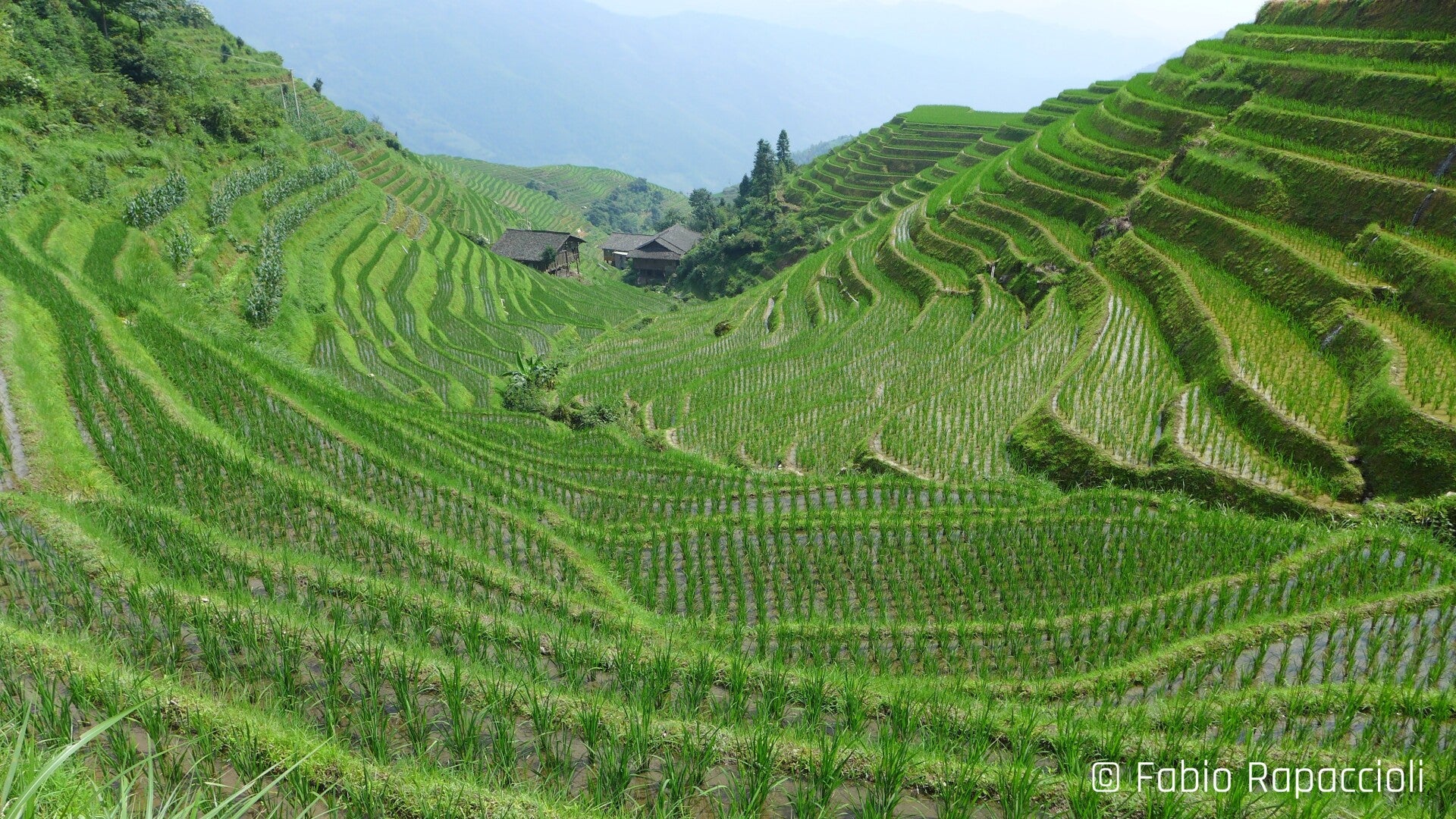 Rizières en terrasses de Longji