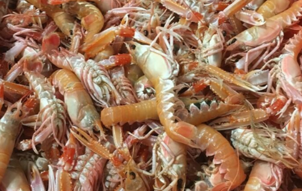 noorse kreeft (nephrops norvegicus)