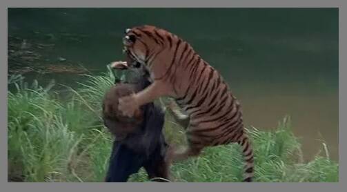 The Island of Dr. Moreau - 1977 Tijger aanval op Humanimal