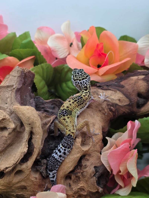 Leopard gecko #2