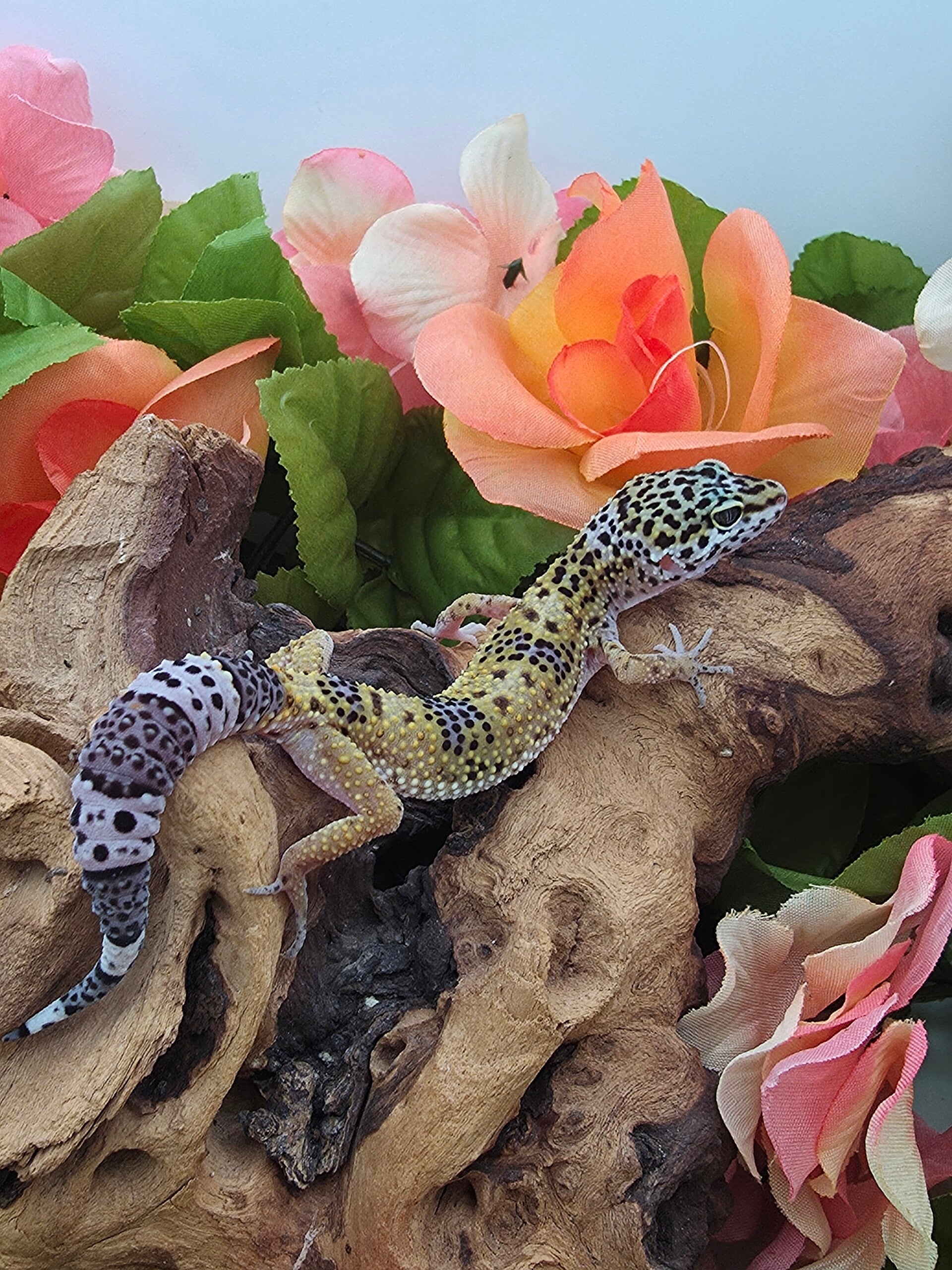 Leopard gecko #1