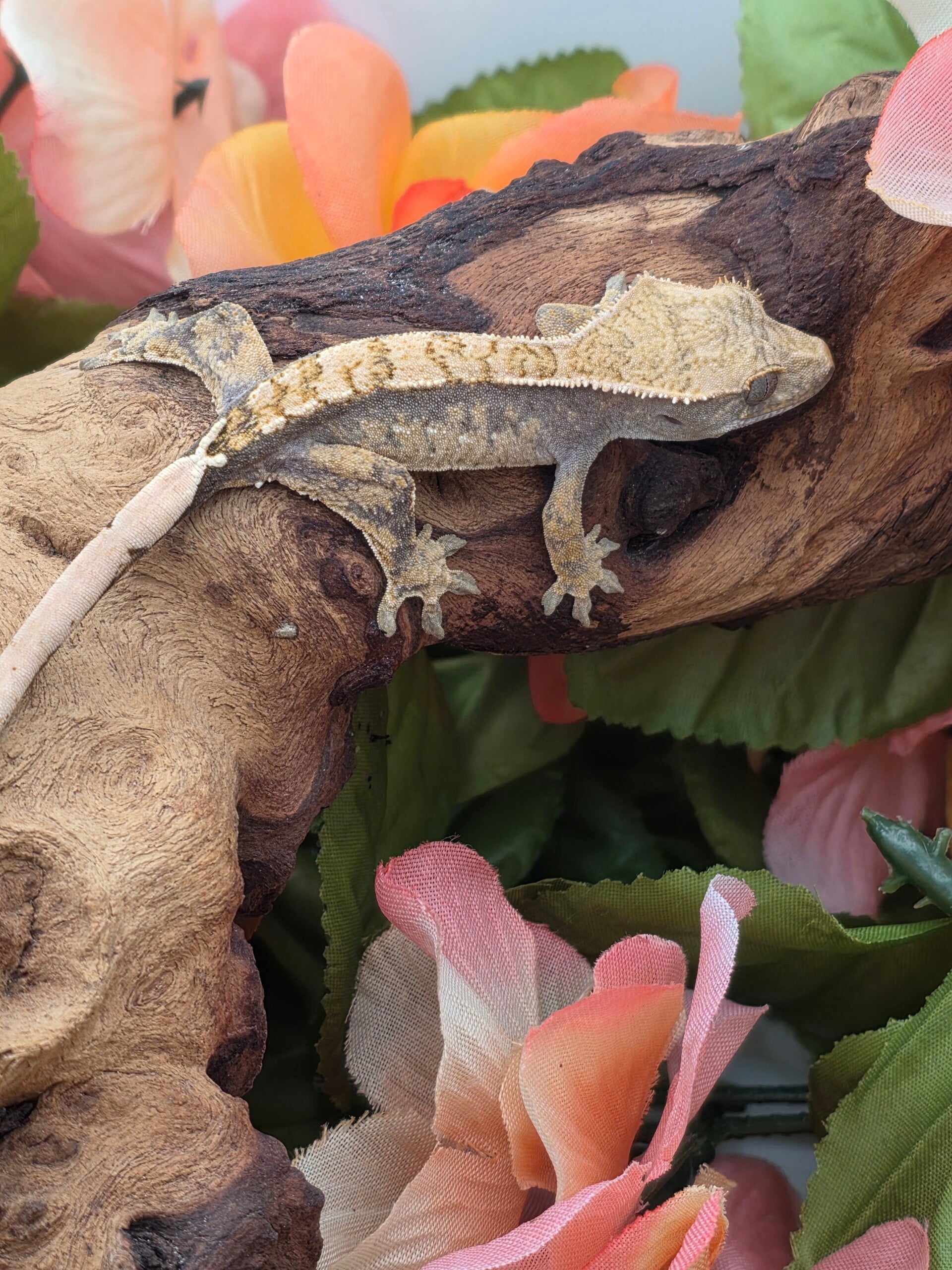 Crested gecko #1