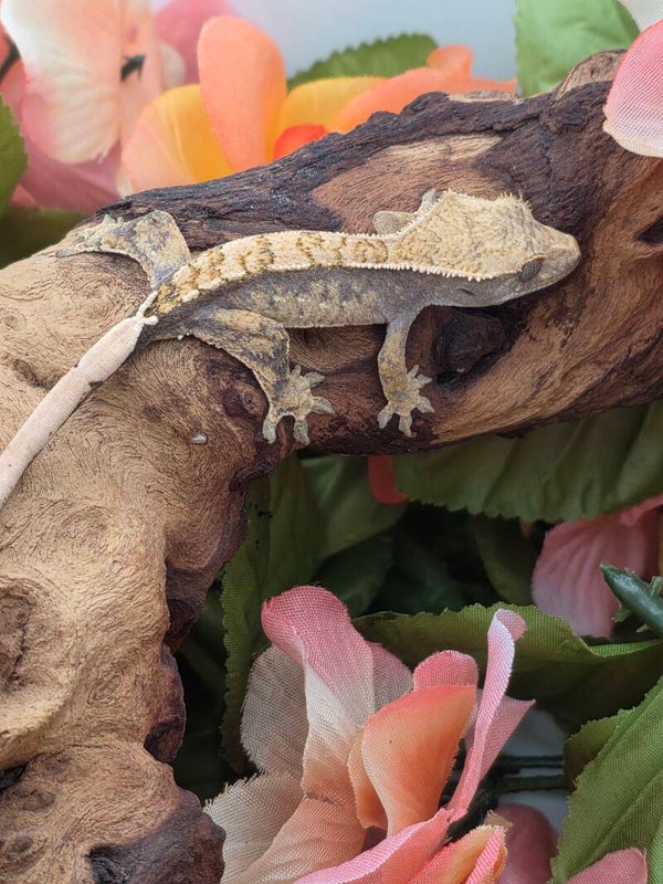 Crested gecko #1