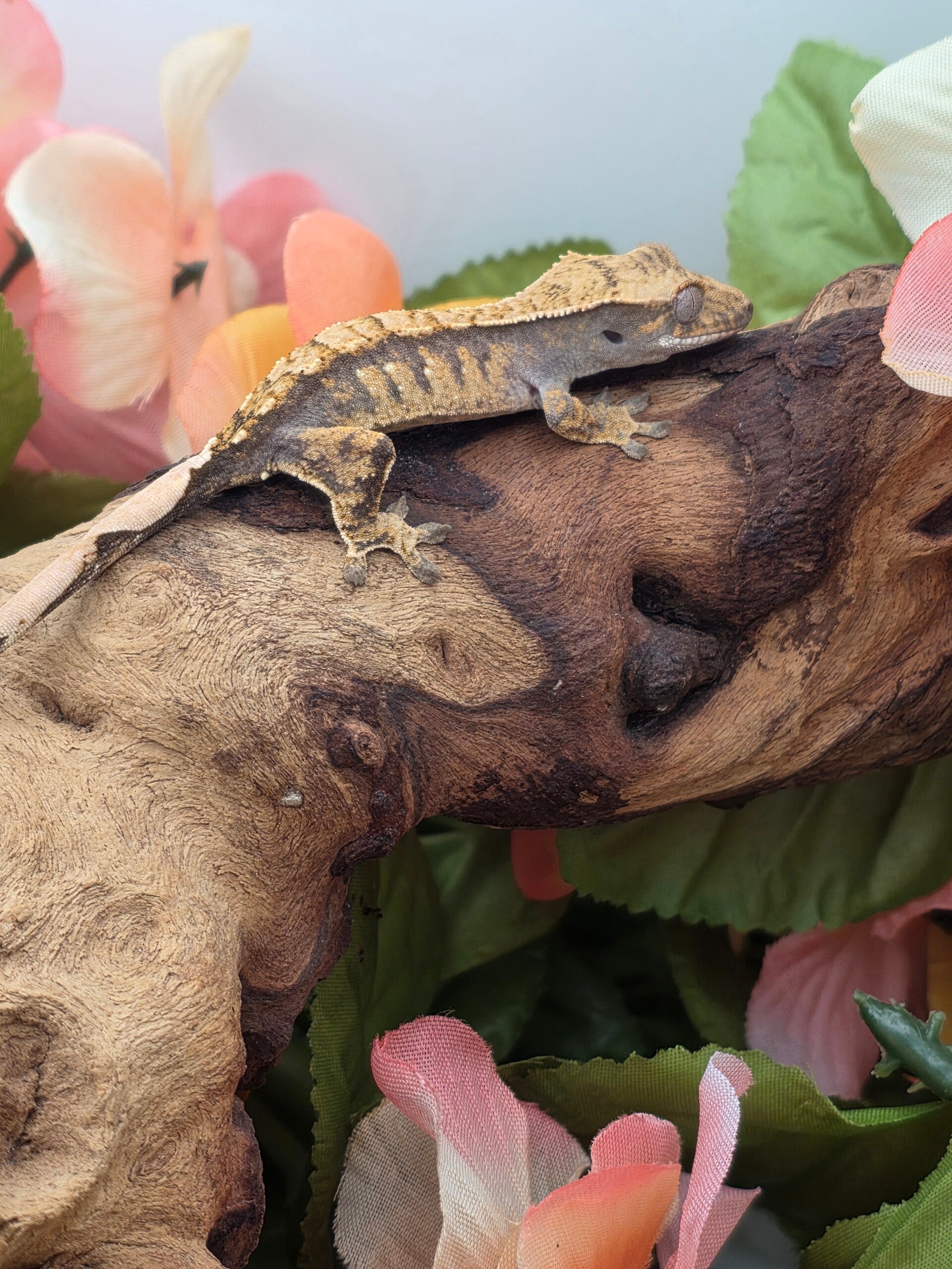 Crested gecko #2