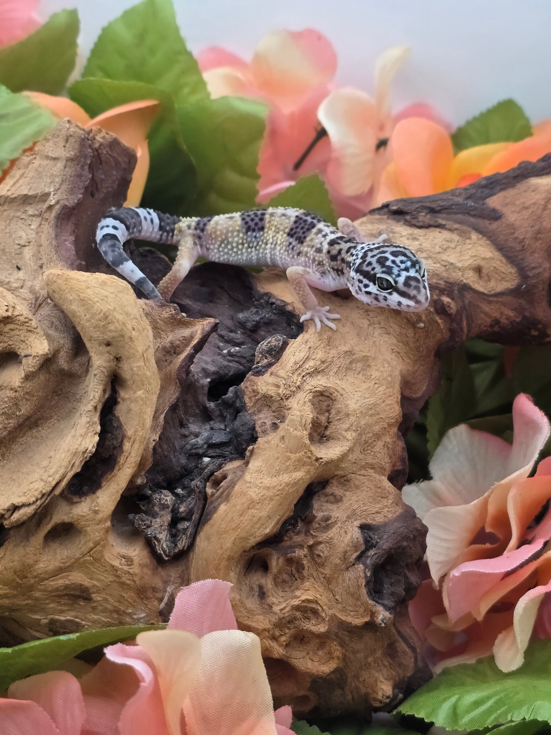 Leopard gecko #4