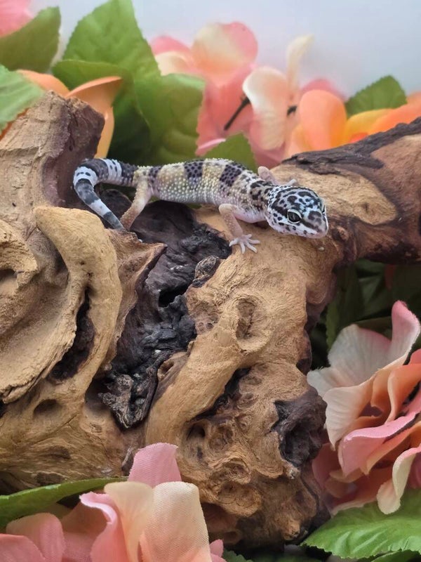 Leopard gecko #4
